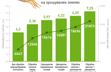Озимая пшеница