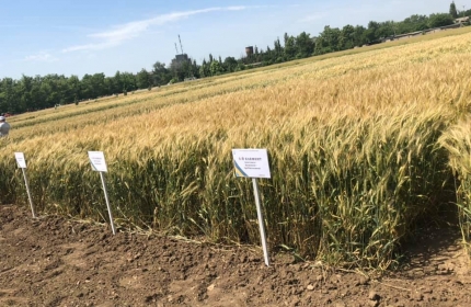 День поля в НААН