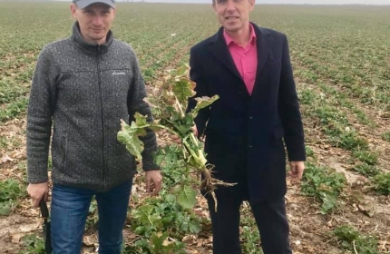 Злато Таврии