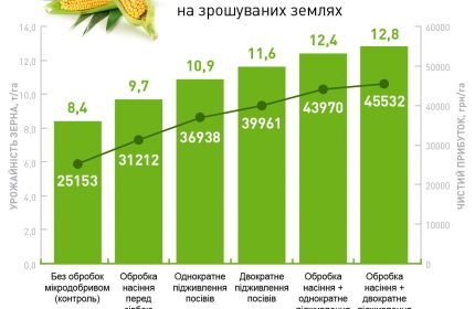 Кукуруза зерно