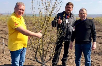 «Цветет органический кизил»